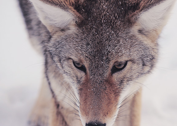 Stock photo of a wolf curiously looking towards the camera.